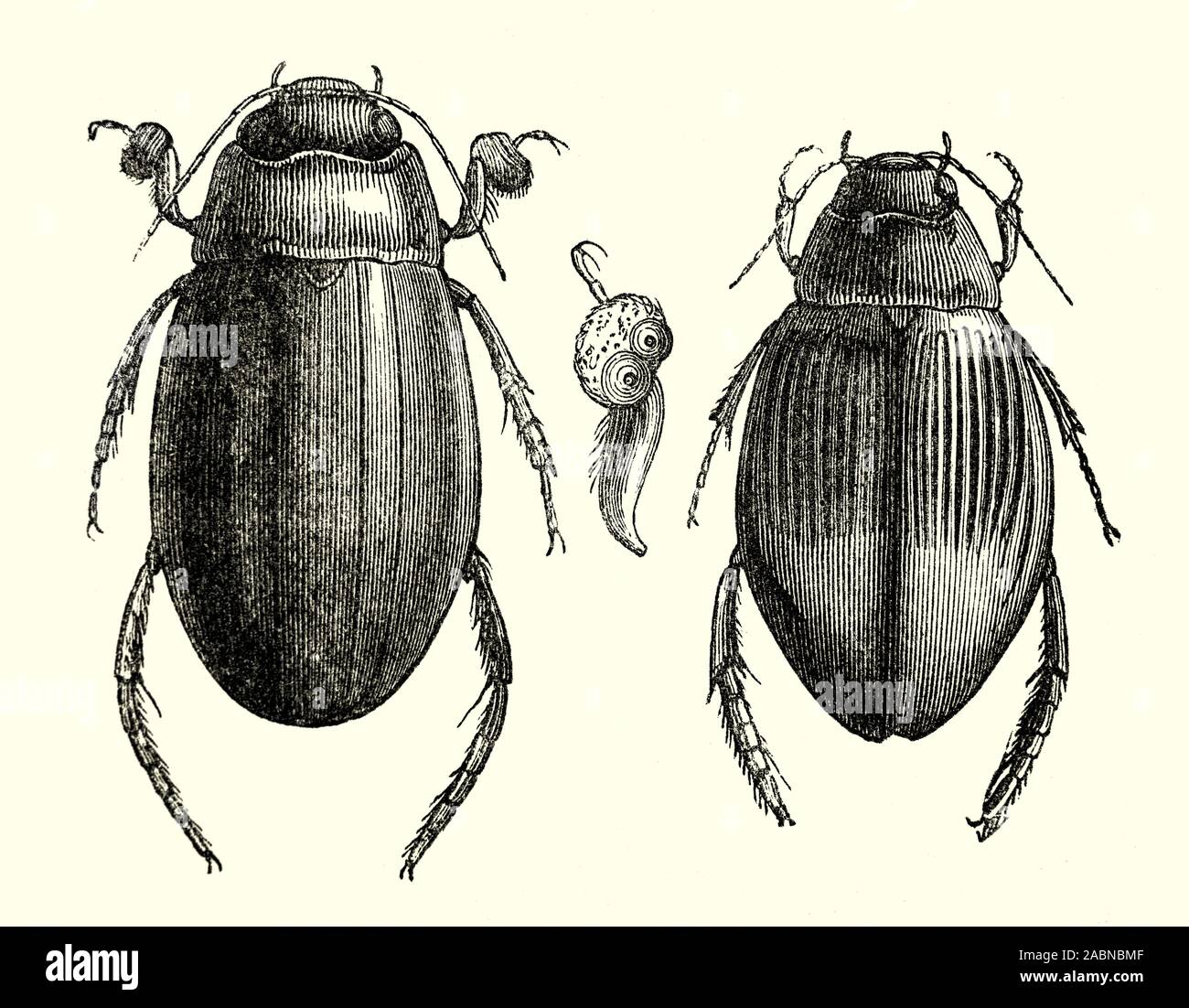 A male (left) and female Dytiscus ('little diver'), a Holarctic genus of predaceous diving beetles that usually live in wetlands and ponds. There are 26 species in this genus distributed in Europe, Asia, North Africa and North and Central America. They are predators that can reduce mosquito larvae.In the centre of the illustration is the prehensile foot of the male. The adults breathe by going to the surface and upending. They collect air under their elytra and are able to breathe this collected air using spiracles hidden under the elytra. Stock Photo