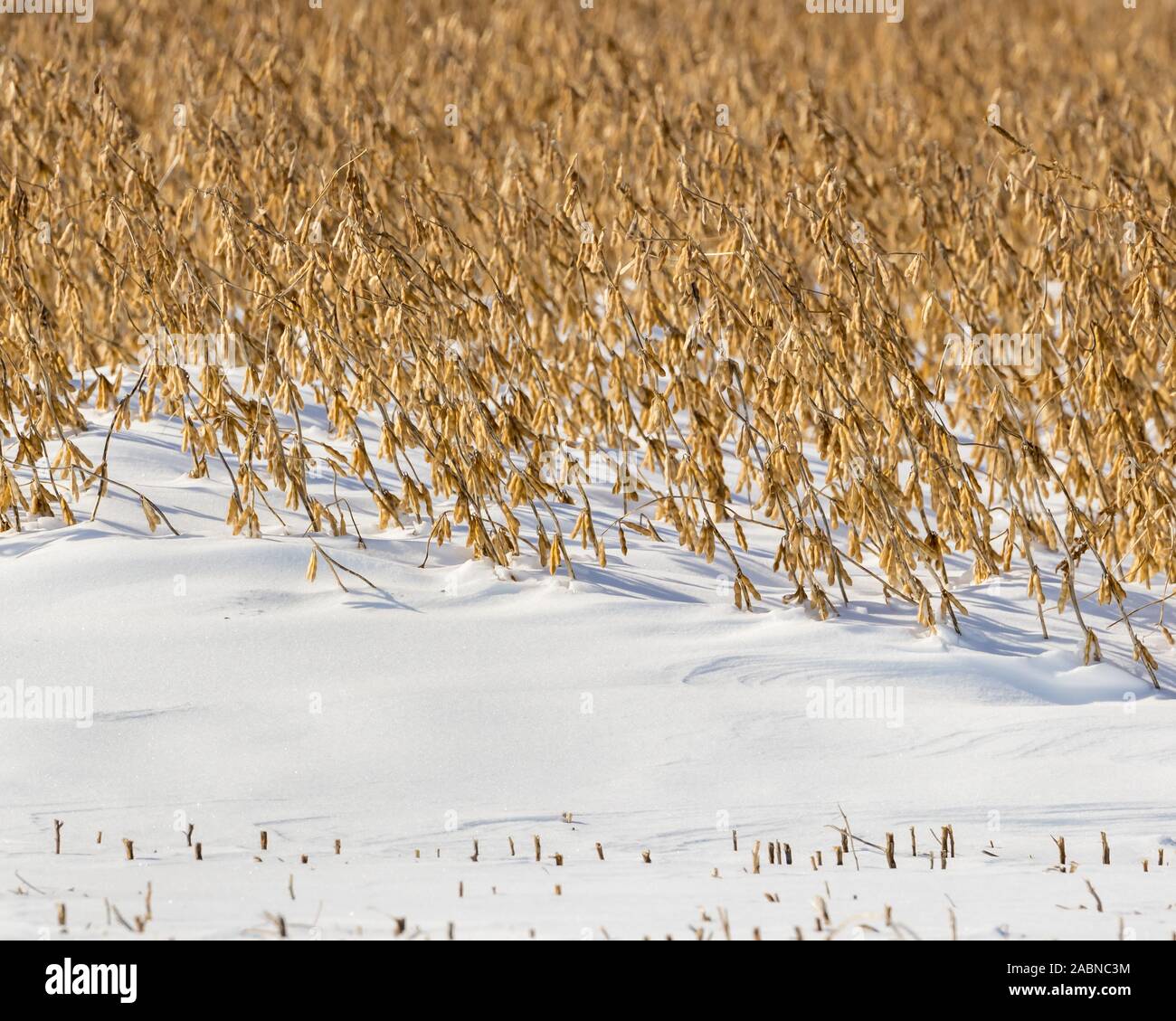 Soybean farm field with snowdrift covering bean stems and pods after early winter snowstorm delayed harvest in the Midwest Stock Photo