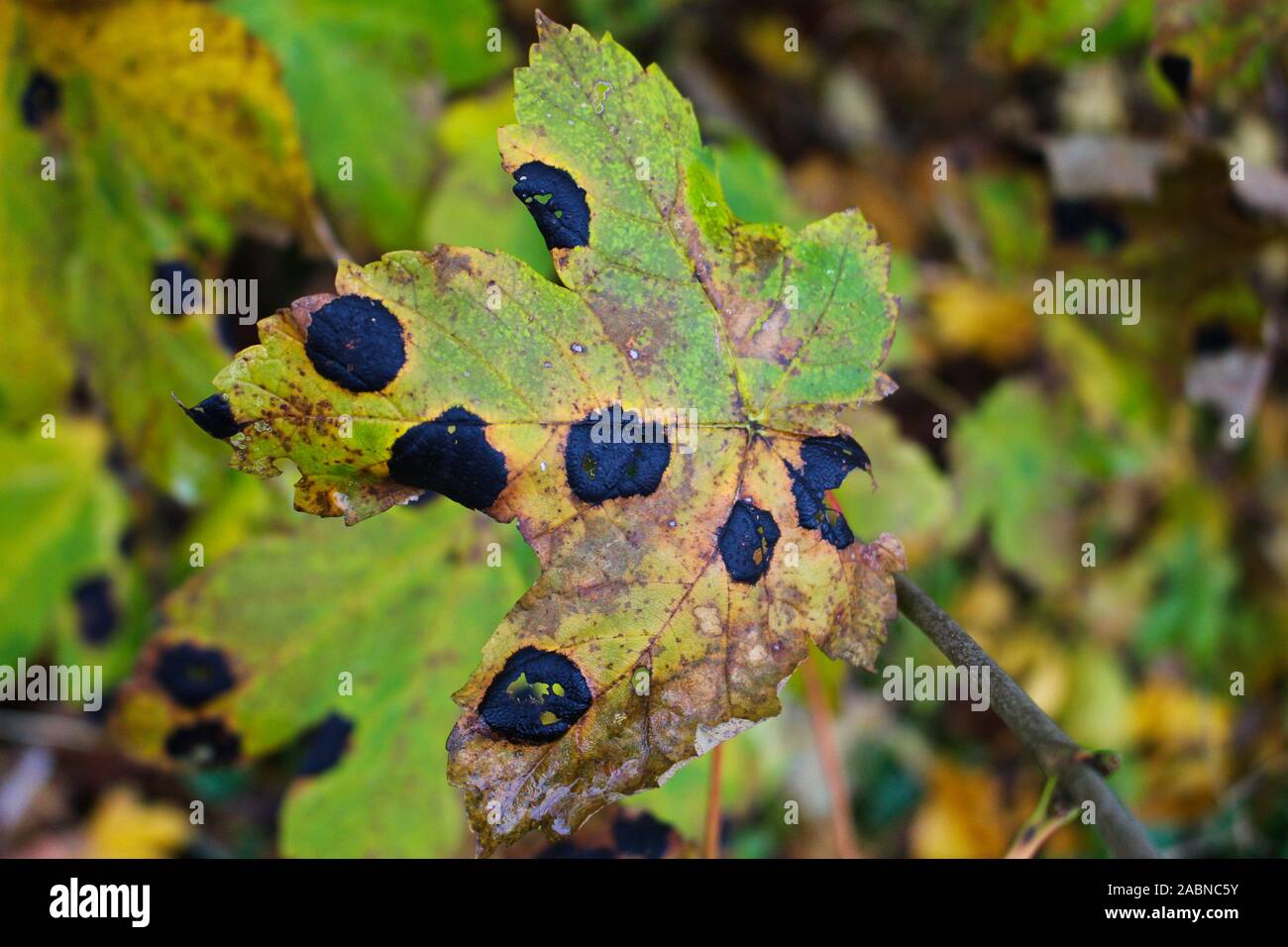 Close up of maple leaf with maple wrinkled scab also called Tar Spot. It is caused by a fungus called Rhytisma acerinum. In german it is called ahorn Stock Photo