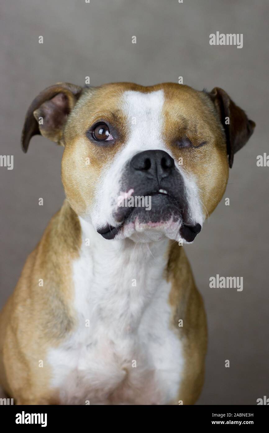 Studio portrait of an one-eyed American Pit Bull Terrier Stock Photo
