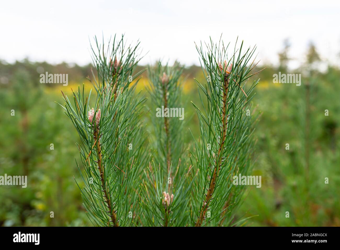 Cultivation young pine trees hi-res stock photography and images - Alamy