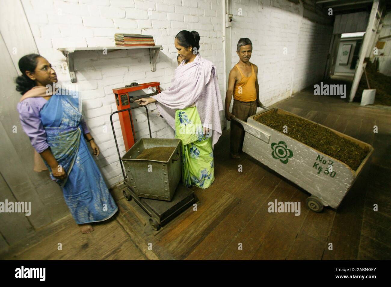 MAKAIBARI TEA ESTATES Stock Photo