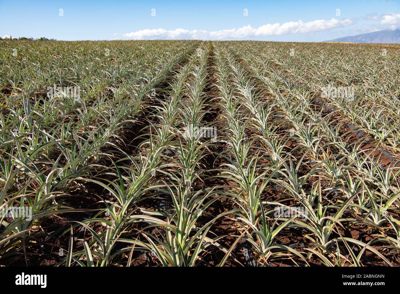 Maui pineapple plantation hires stock photography and images Alamy