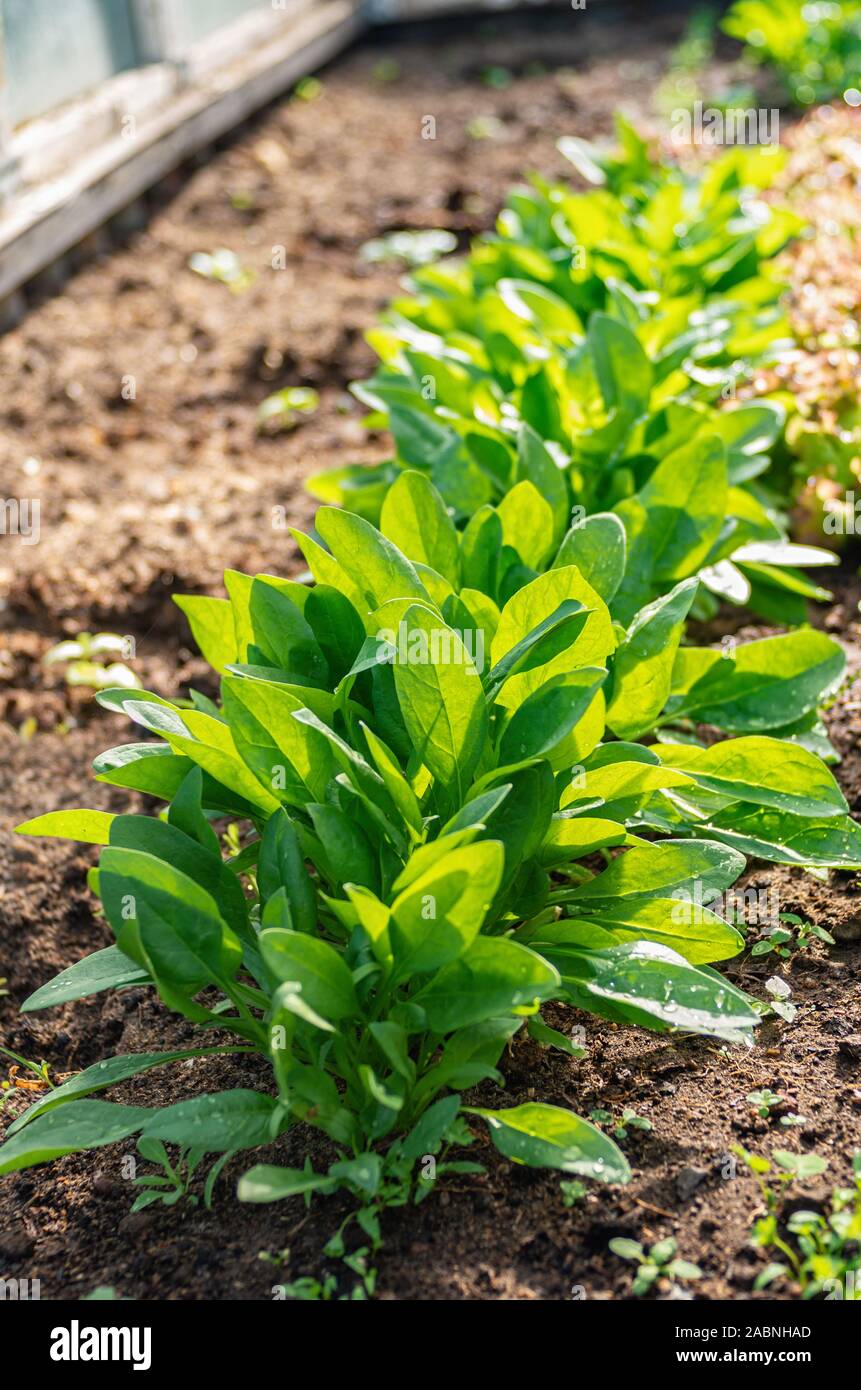 Green leaves of young spinach grow in a greenhouse. Drops of water on the leaves on a bright sunny day. Selective focus. Organic farming. Stock Photo