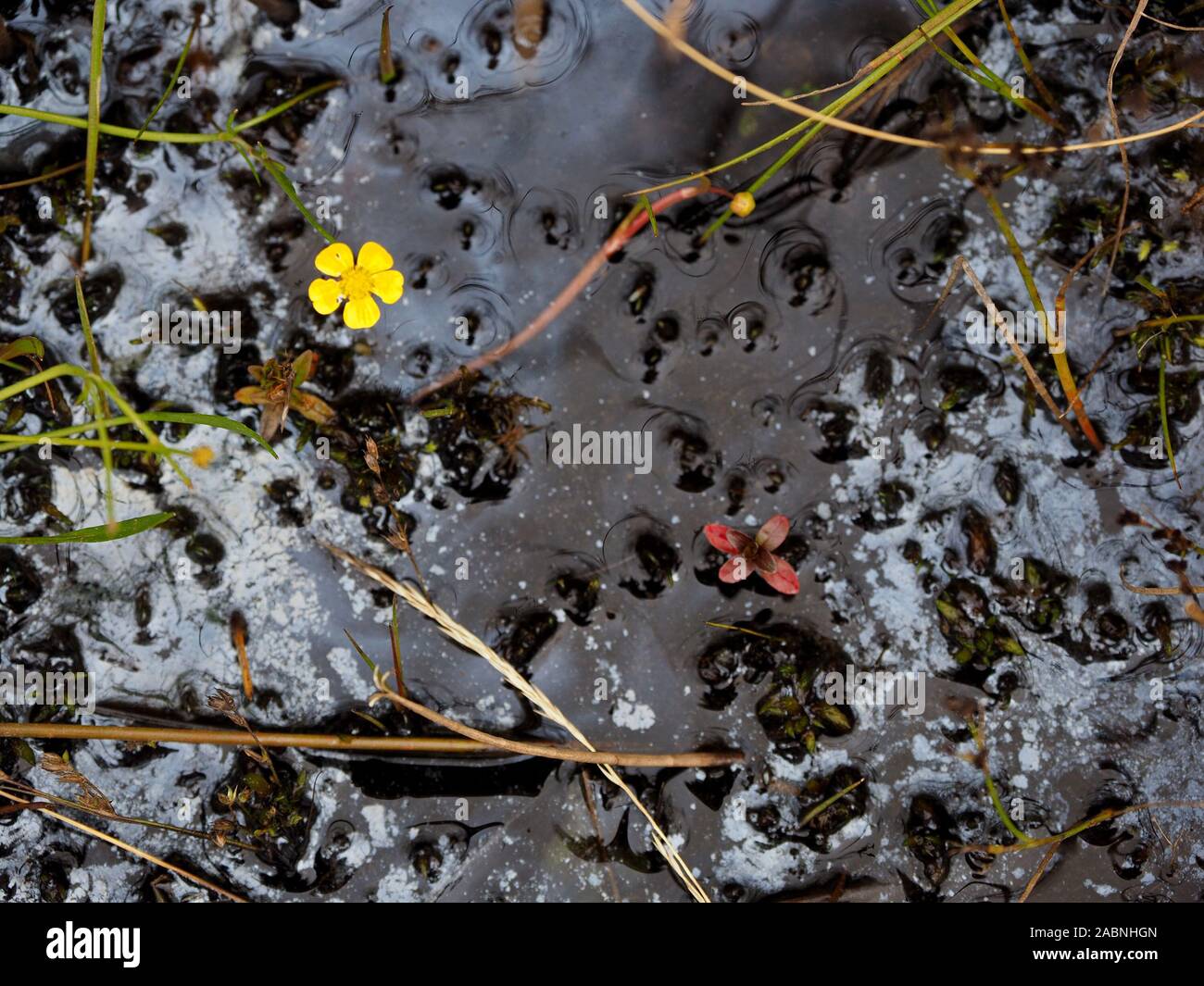 Natural bacterial film on water with yellow flower of lesser spearwort(Ranunculus flammula) & red leaves in a puddle in Swindale, Cumbria, England, UK Stock Photo