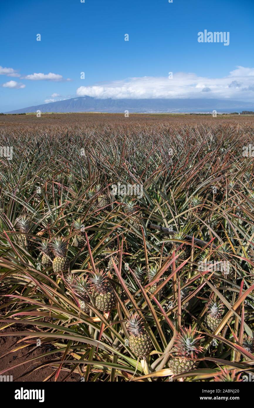 field of juicy ripe pineapples ready for harvest with blue skies in