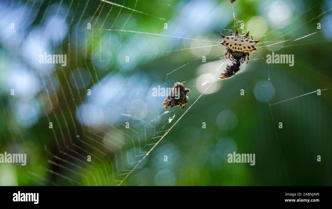 Close up of a spider standing on his spiderweb in the green jungle background during a sunny day. Wildlife of Central America. Stock Photo