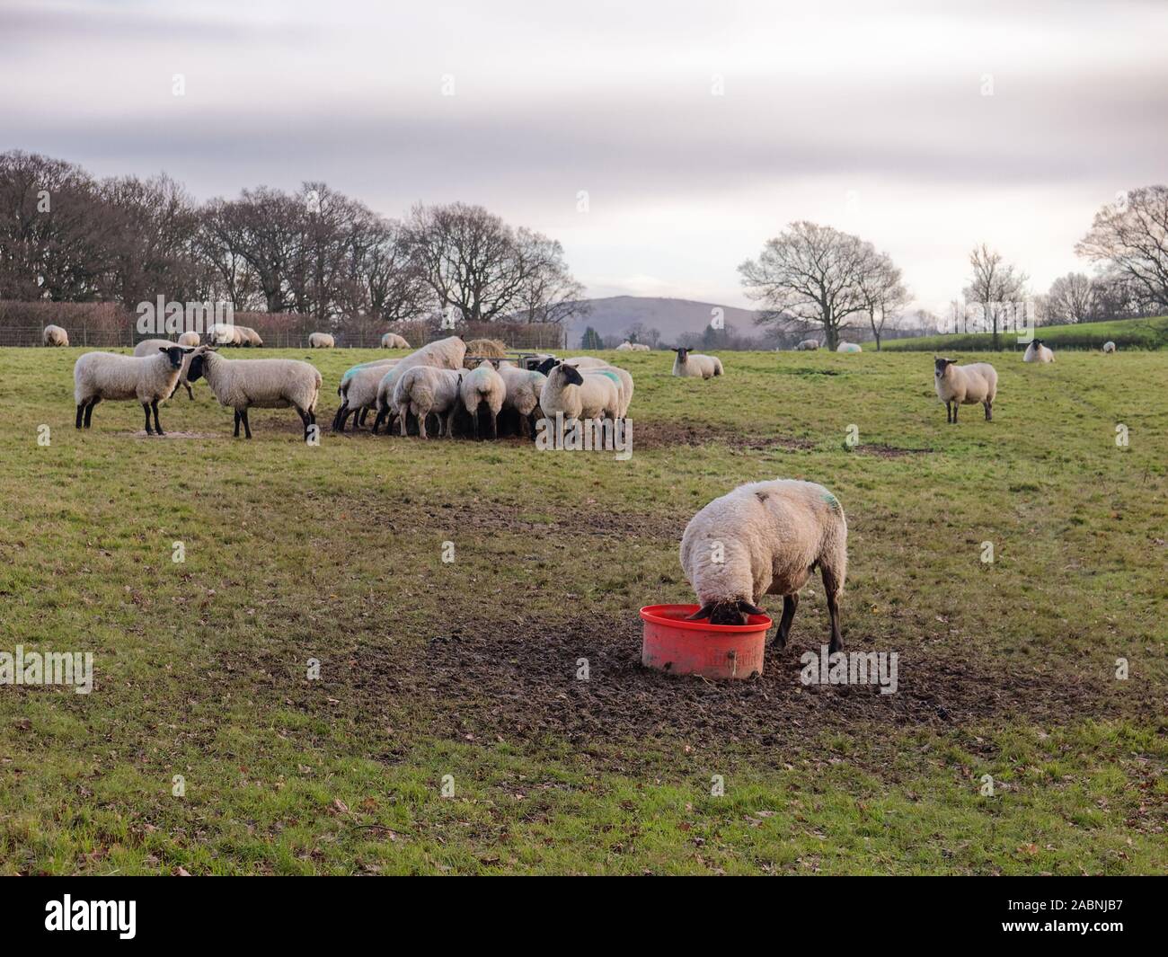 Sheep Hay Feeder Stock Photos Sheep Hay Feeder Stock Images Alamy