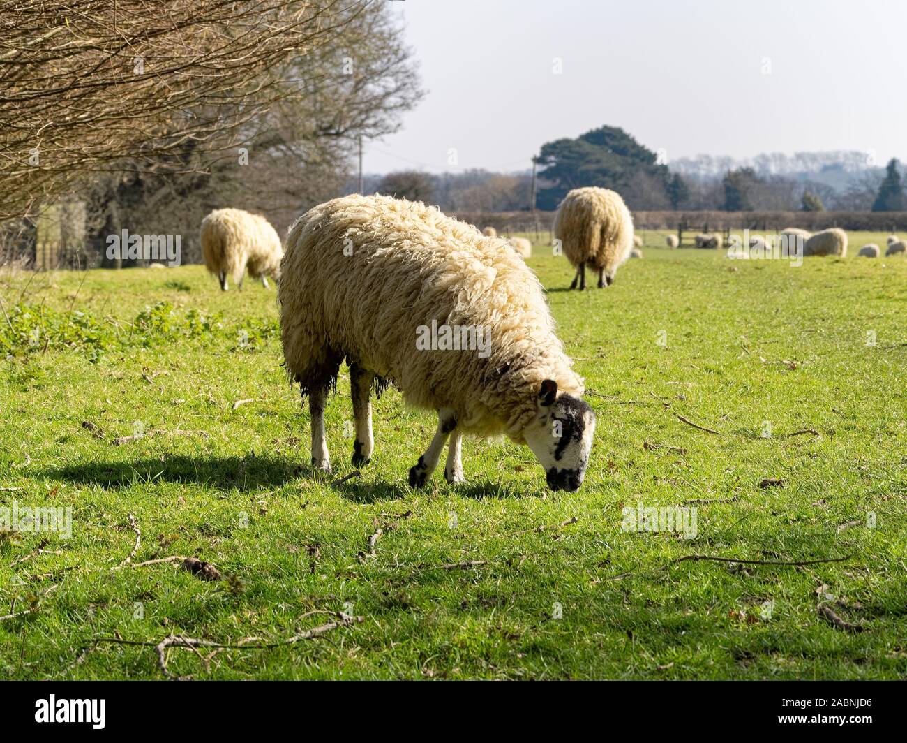 Flock of sheep grazing in a grassy meadow in late winter Stock Photo ...