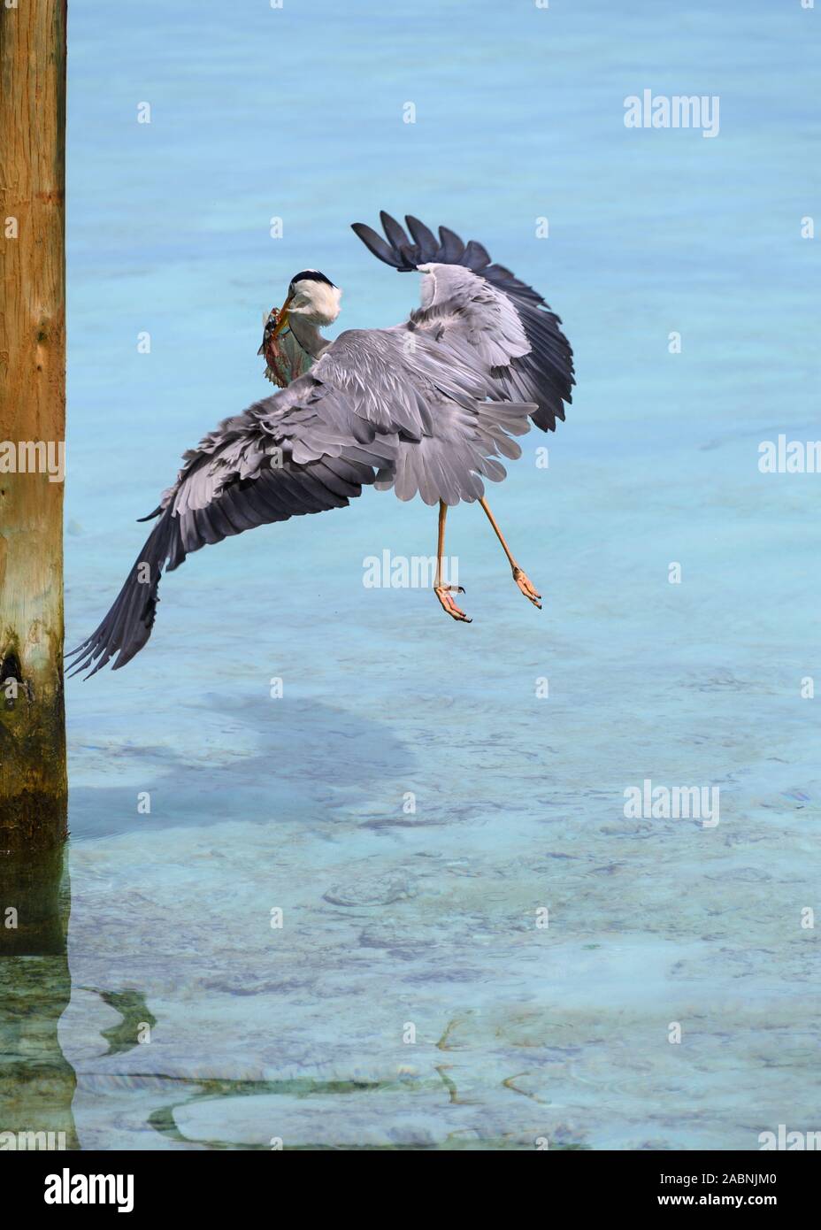 Grey Heron hunting, Maldives Stock Photo