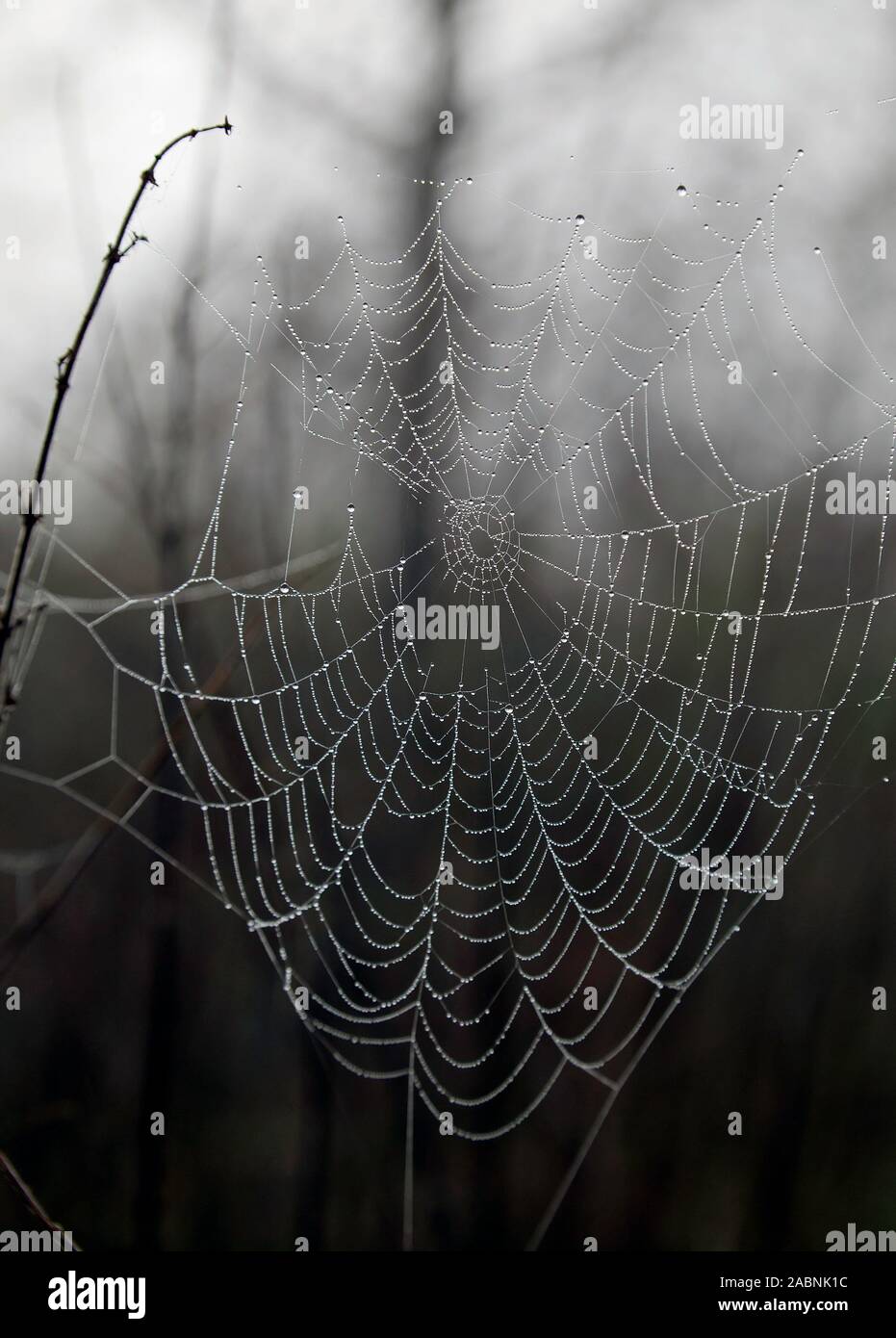 Close-up of a Dew-covered spiders web, caused by cold and misty weather conditions in Beckenham Place Park, Lewisham Stock Photo