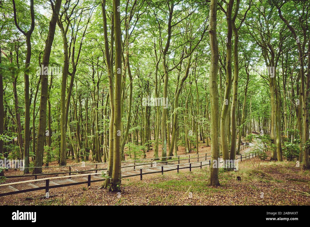 Scenic path in a beech forest, Miedzyzdroje, Poland. Stock Photo