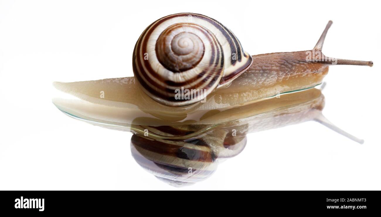 snail on white background with reflection Stock Photo