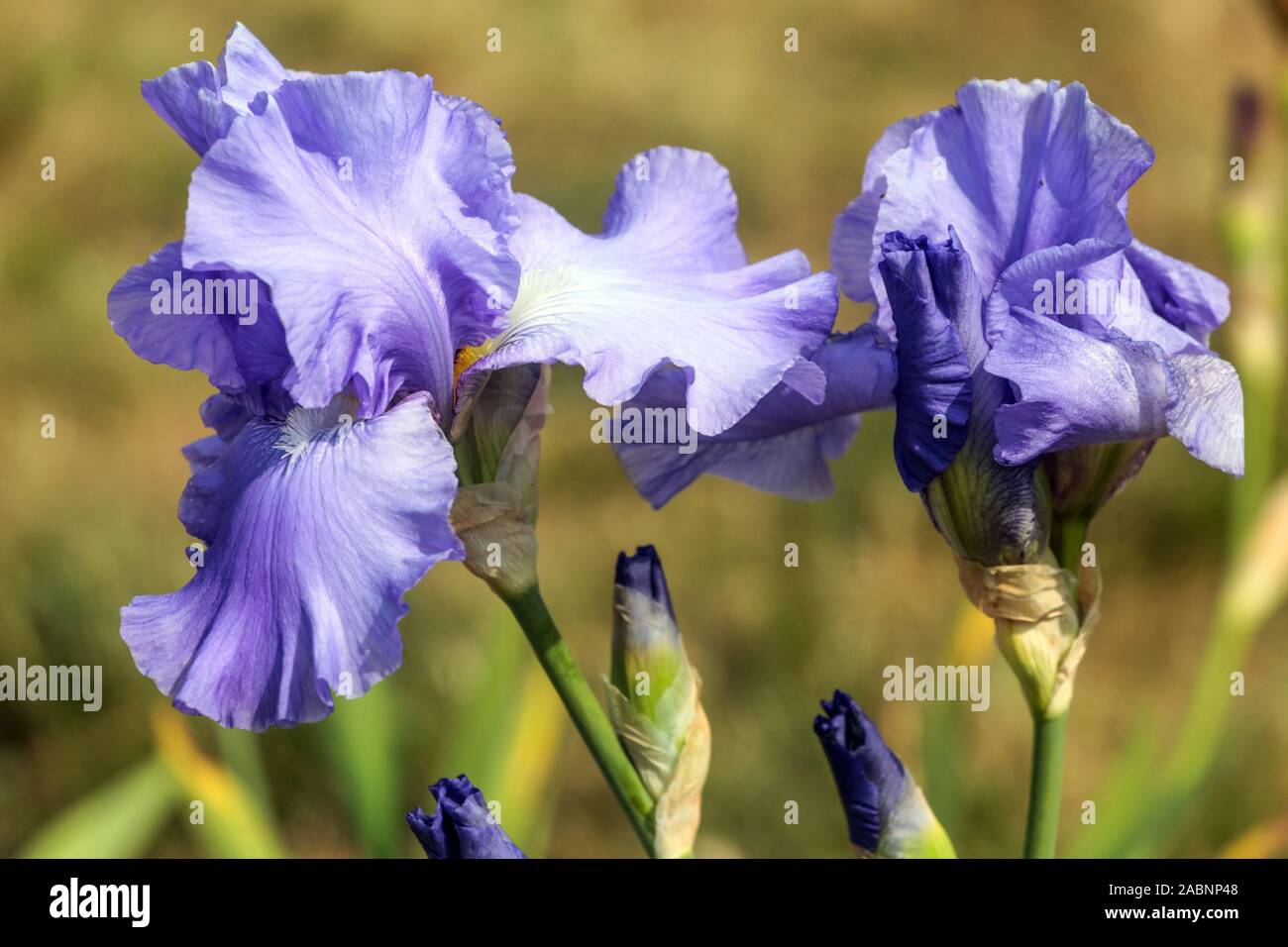 Light blue iris 'Big League' Stock Photo
