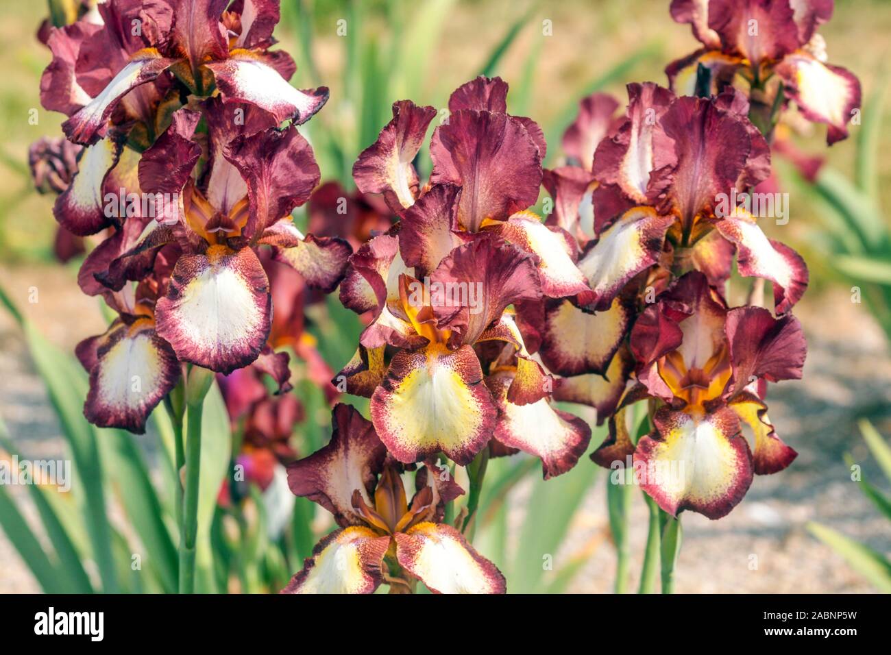 Red white chocolate color Tall bearded iris flowers 'Jet Fire' in garden border Stock Photo