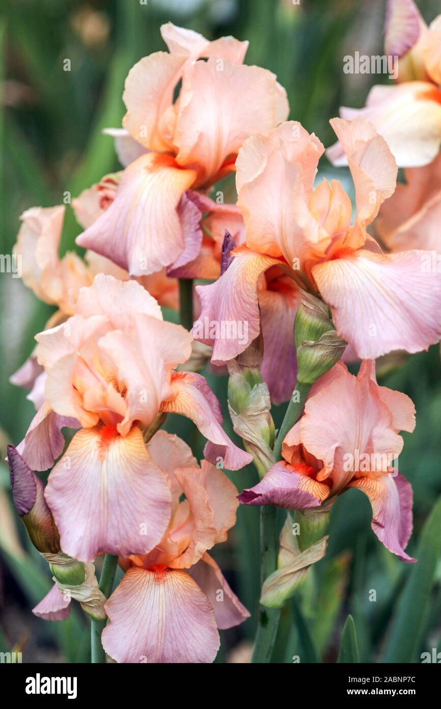 Pink iris "Personality plusl" Stock Photo