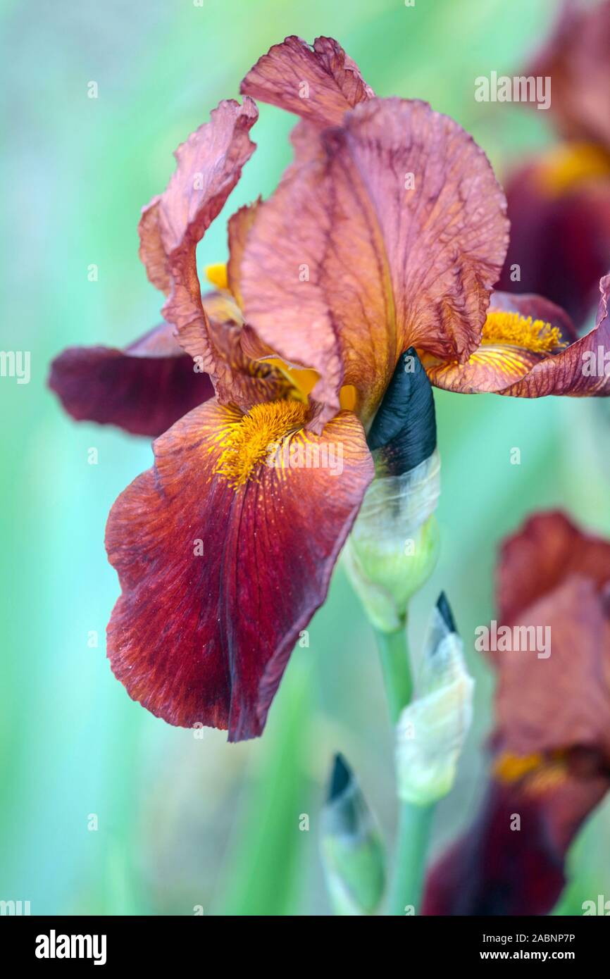 Red iris "Fire Brigade" Tall bearded iris flower red Stock Photo Alamy