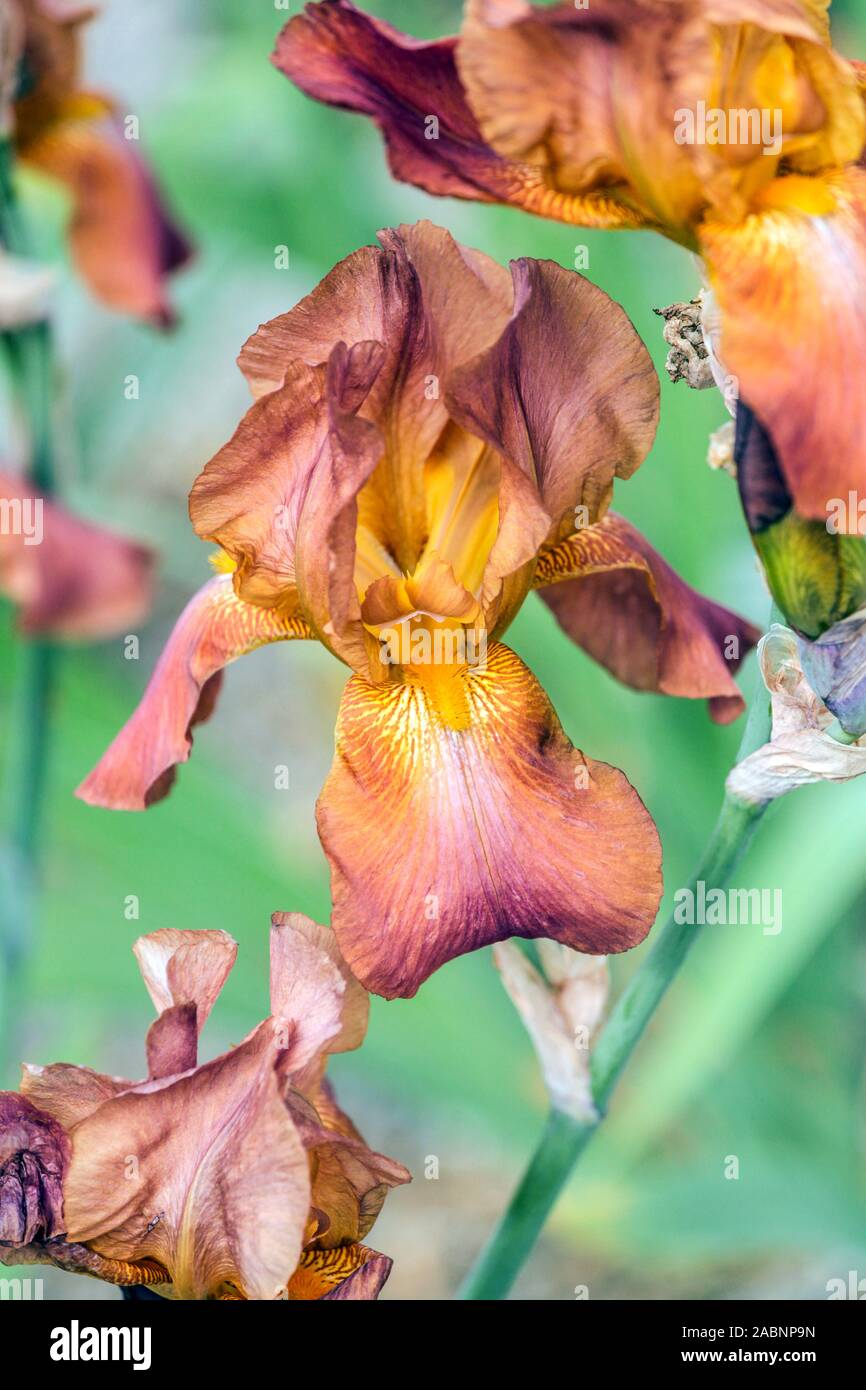 Orange iris hires stock photography and images Alamy