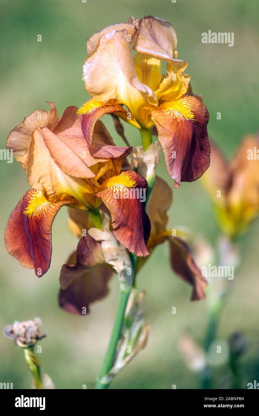 Orange  iris 'Orange Glow' Stock Photo