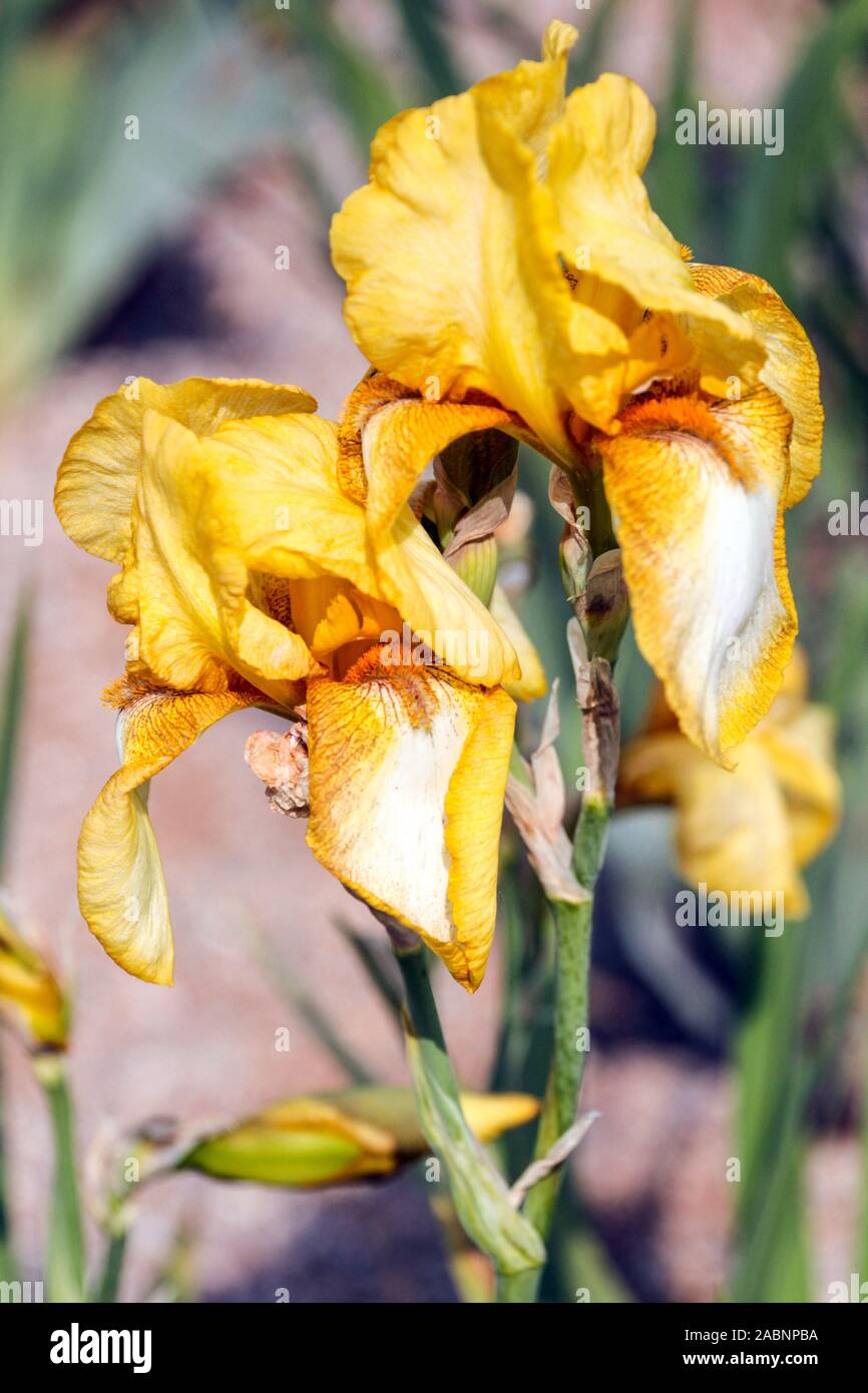 Yellow iris 'Tiffanja' Stock Photo