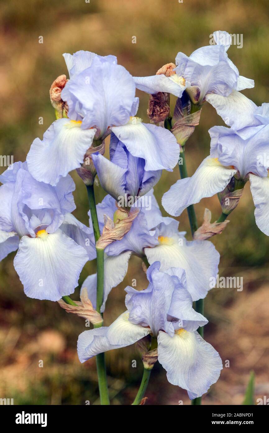 Pale blue iris flowers 'Helen McGregor' Stock Photo