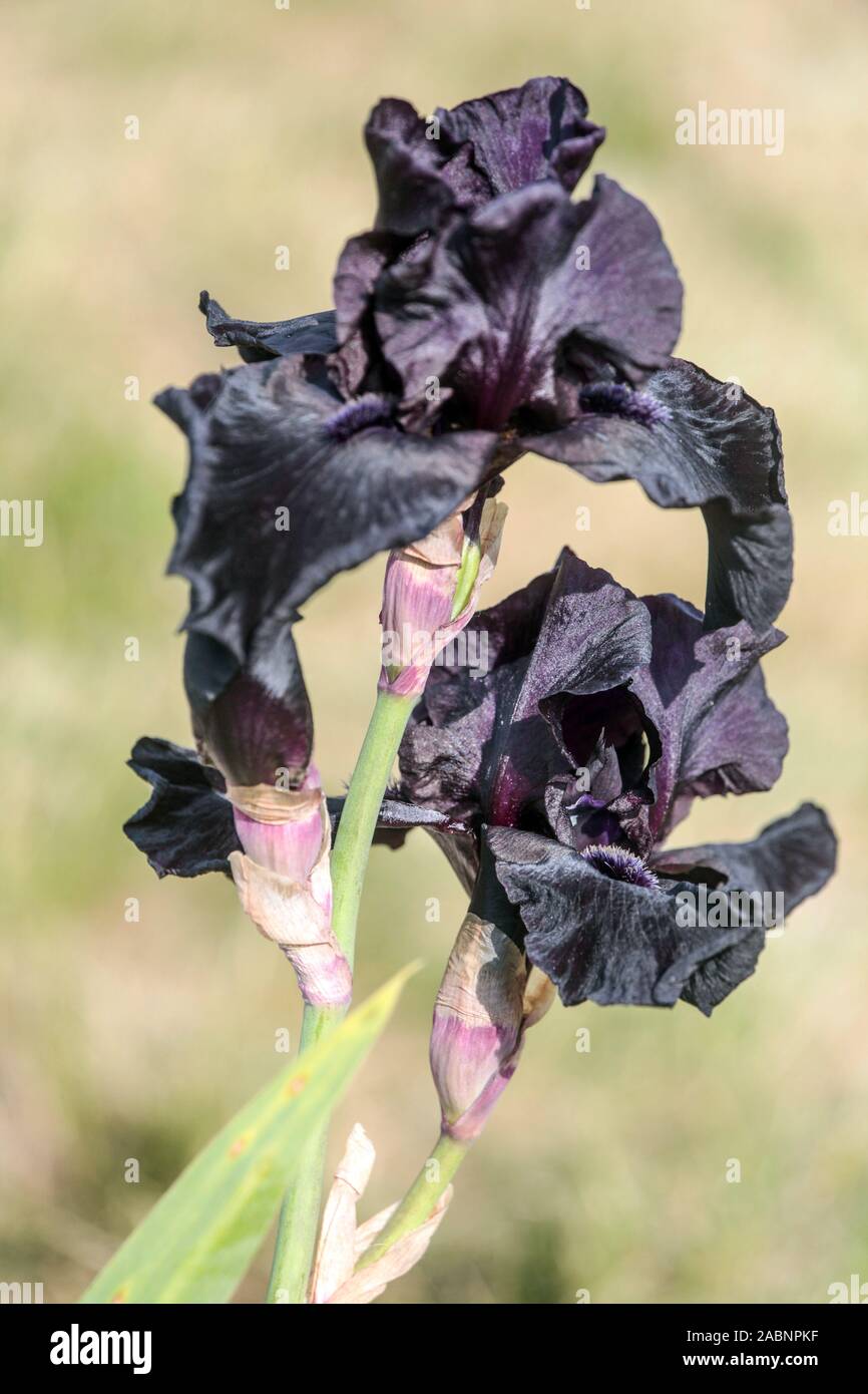 Black iris flower 'Before The Storm' Stock Photo