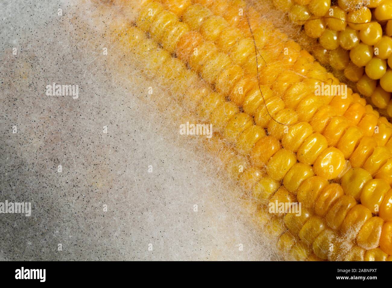 moldy corn in the plate Stock Photo Alamy