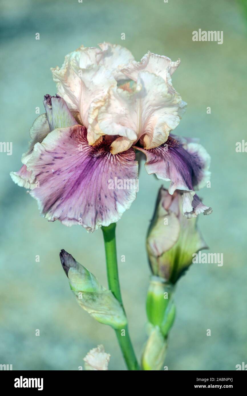 Purple iris 'Annabelle Rose' Iris portrait Stock Photo