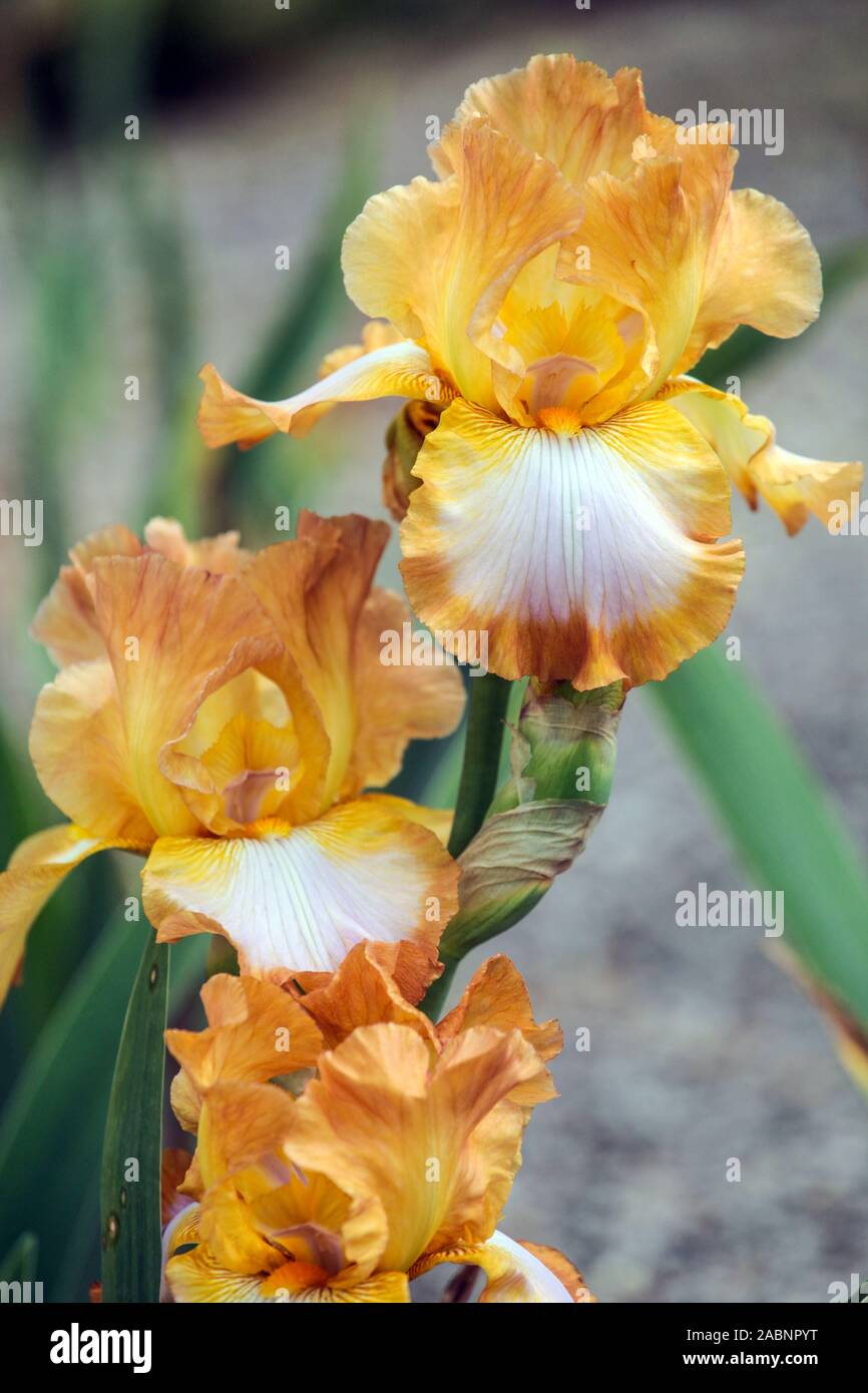 Tall bearded iris 'Ginger Swirl', Copper tan standards, smooth pale lilac orchid falls, orange flower Stock Photo