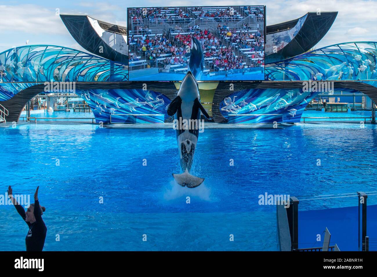 Orlando, Florida. November 22. 2019. Trainer giving directions and playing with killer whale in One Ocean Show at Seaworld Stock Photo
