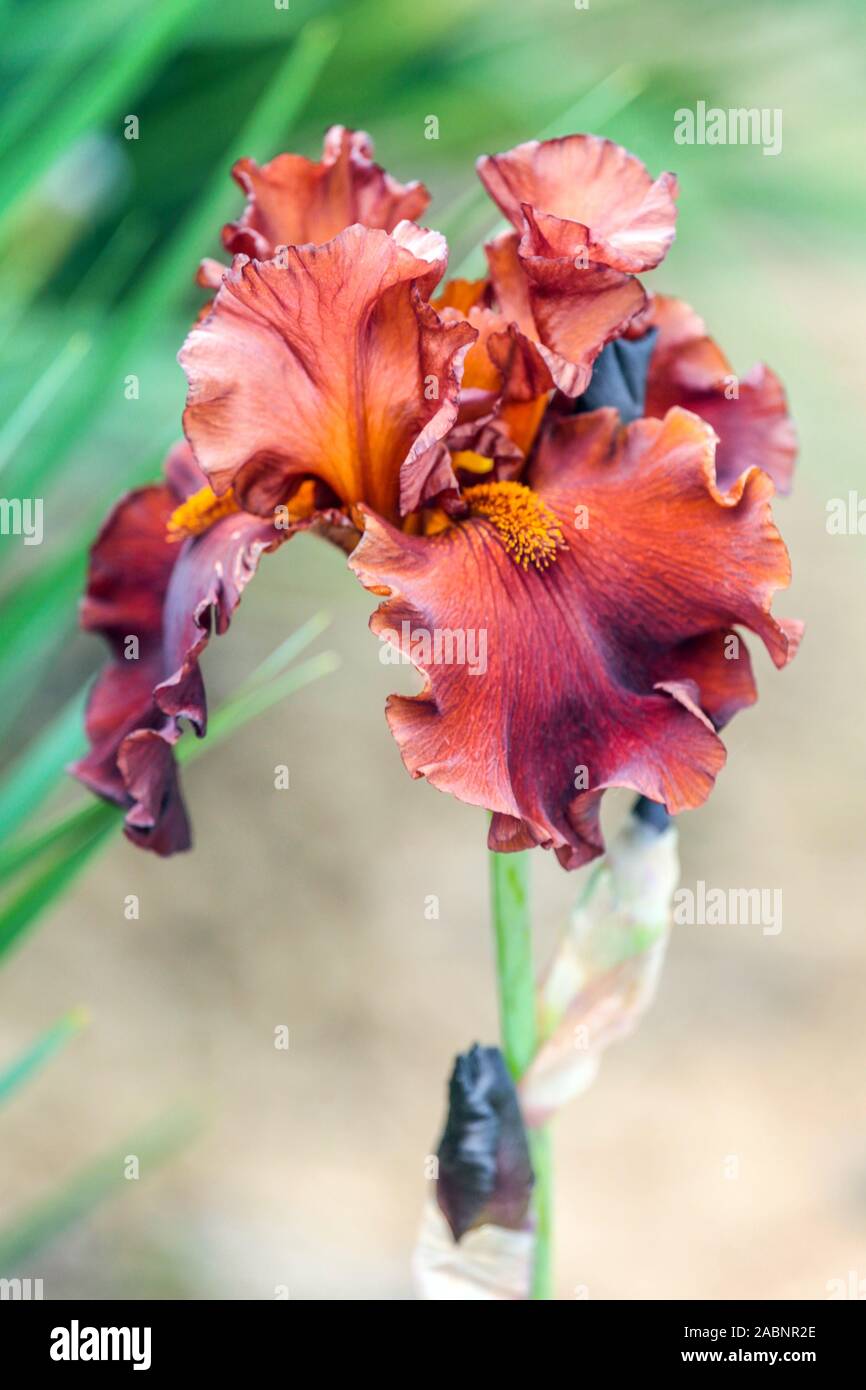 Red iris flower 'Chocolatier' Stock Photo