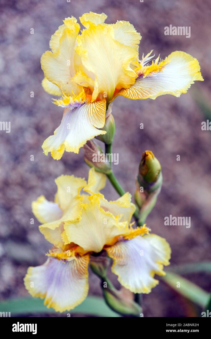 Yellow iris 'Caribbean Ahoy' Stock Photo