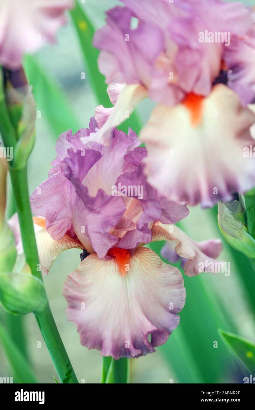 Pink iris "Belive in Magie" Tall bearded iris Flower Stock Photo