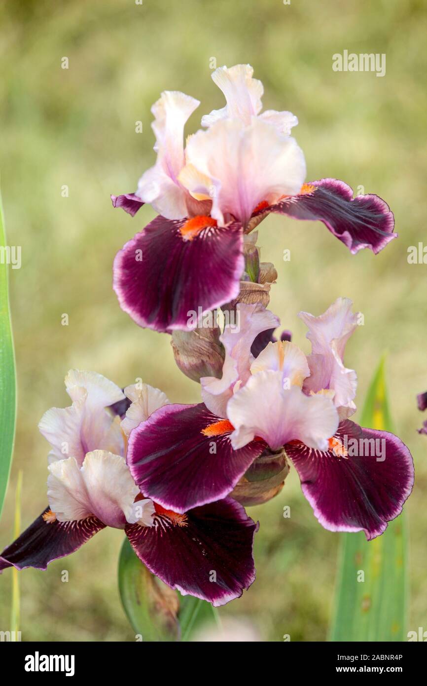 Tall bearded Iris flower purple 'Pass The Wine' Stock Photo