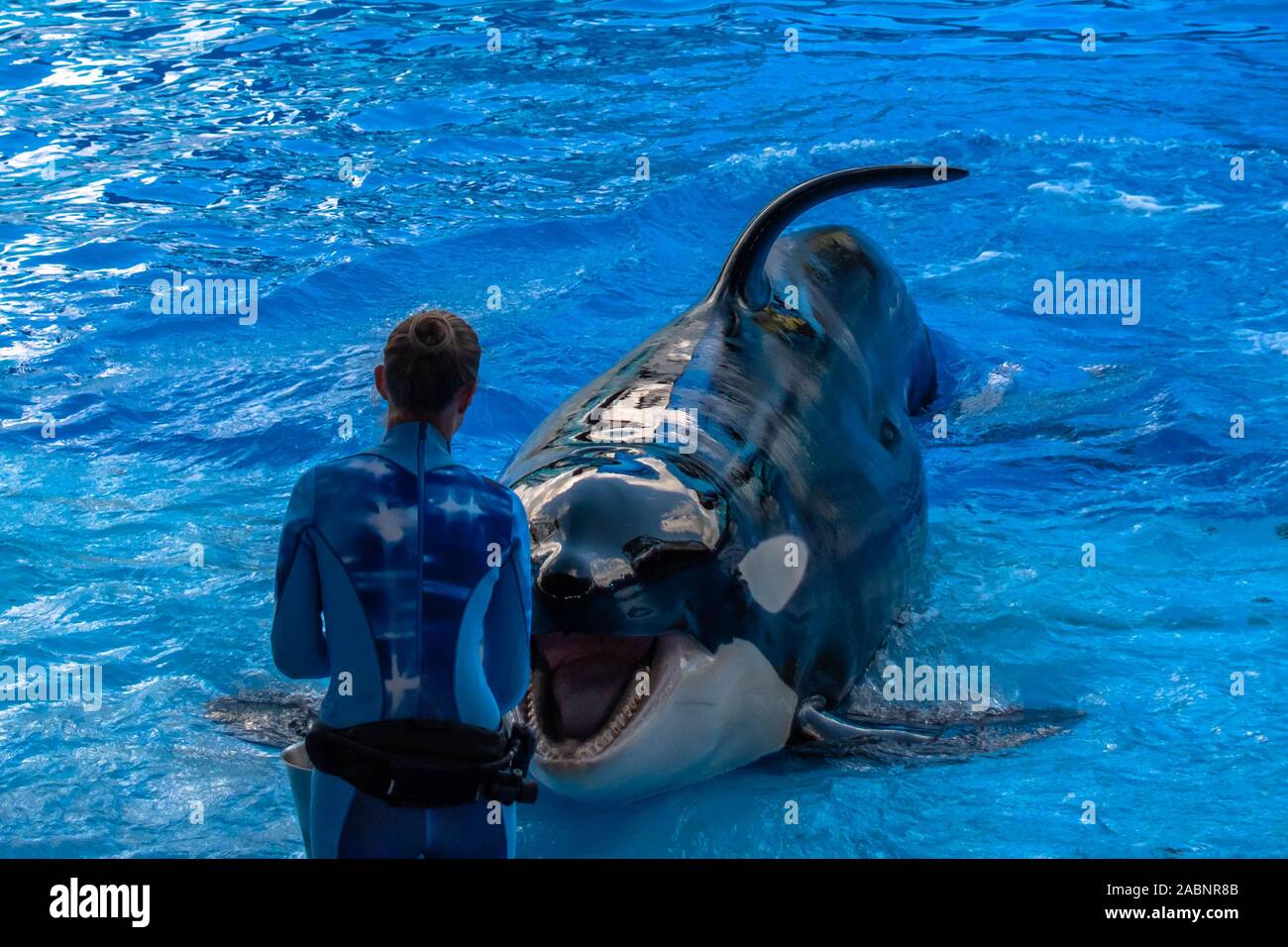 Orlando, Florida. November 22. 2019. Trainer giving directions and playing with killer whale in One Ocean Show at Seaworld Stock Photo