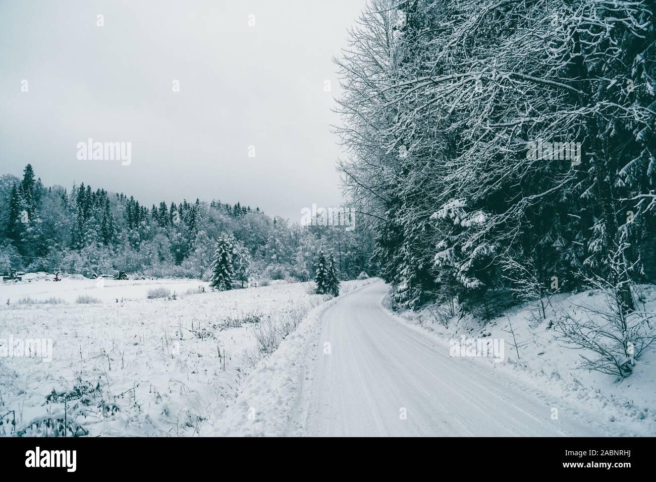 Image of a road and trees with snow. Landscapes of the winter forest ...