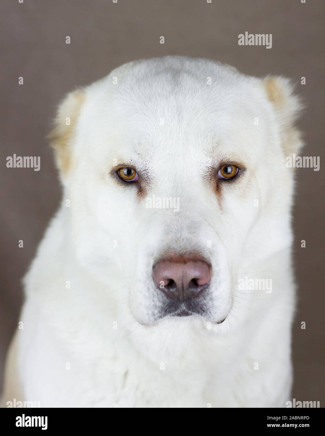 Studio portrait of a white cropped Alabai, Central Asian Shepherd Dog Stock Photo