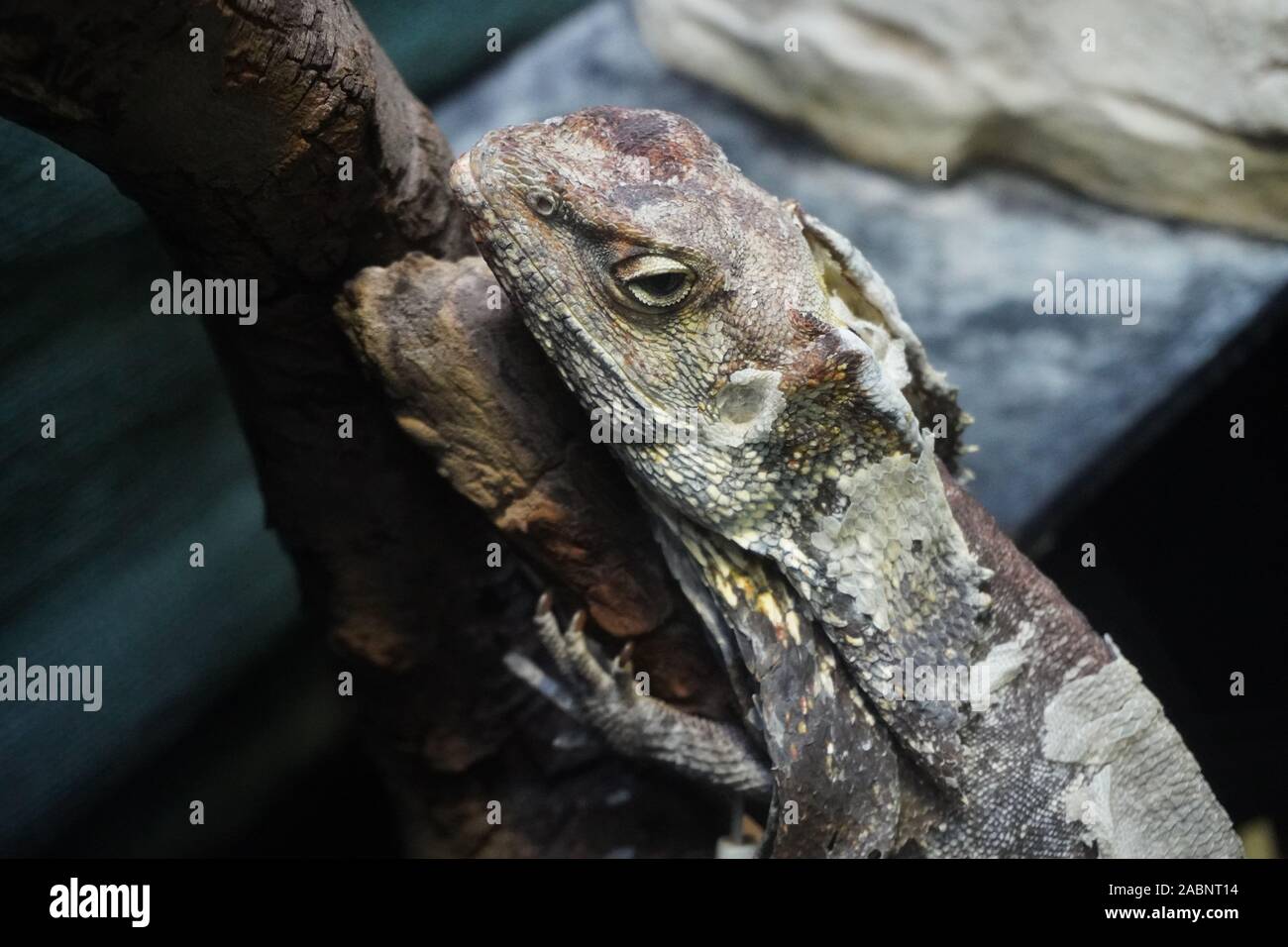Frilled neck lizard Stock Photo