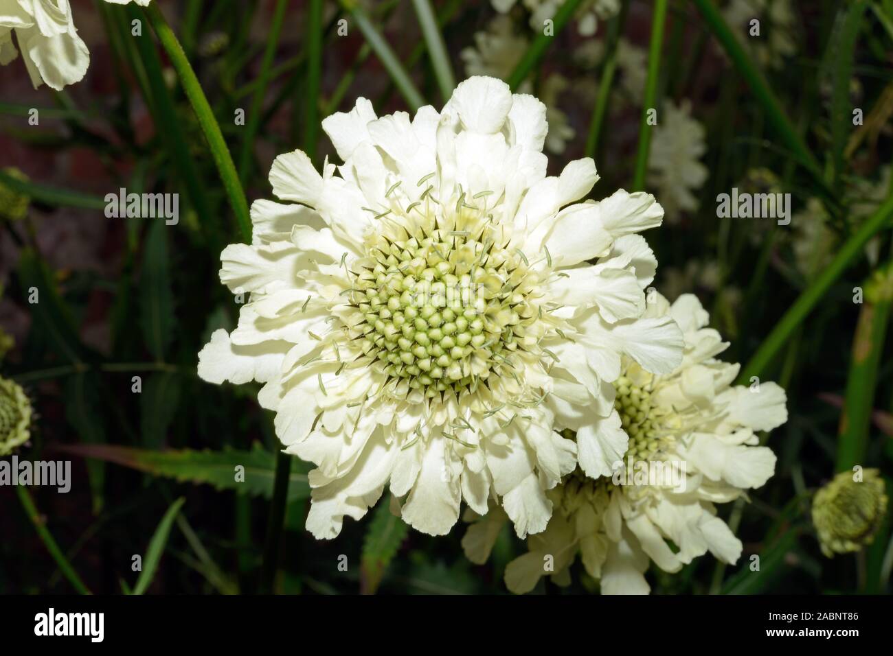 Lomelosia caucasica (Caucasian scabious) is native to the Caucasus where it occurs in the montane to subalpine zones. Stock Photo