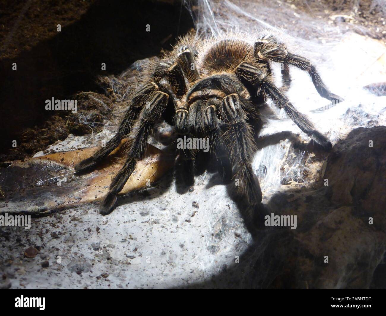 Goliath birdeater Stock Photo