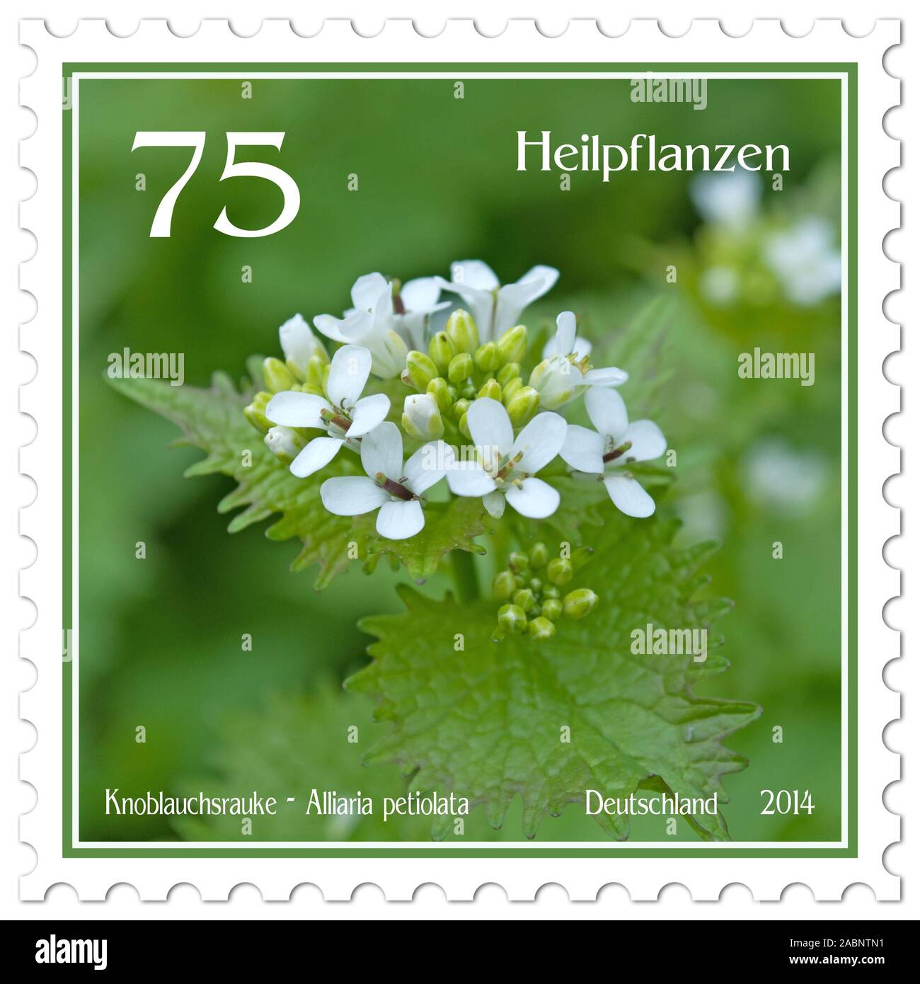 Postage stamp with the image of the flowering garlic bush, alliaria petiolata Stock Photo
