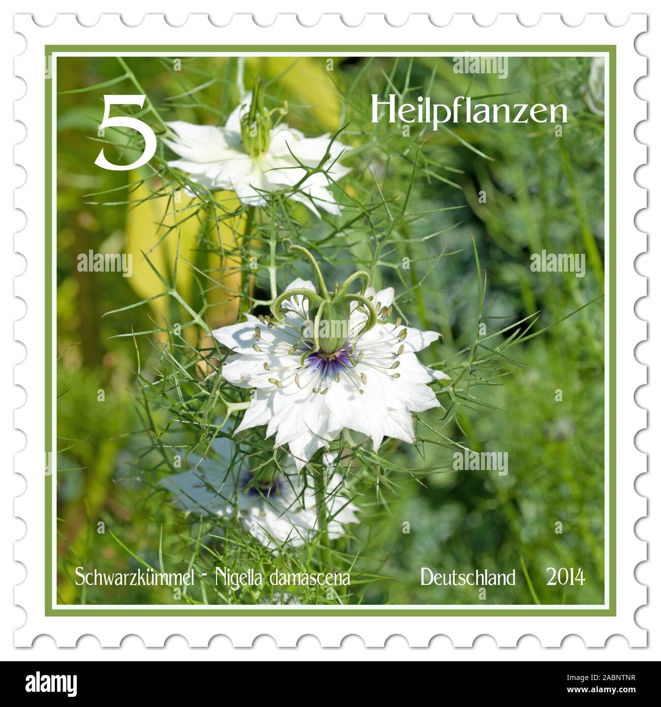 Postage stamp with the image of  nigella damascena Stock Photo