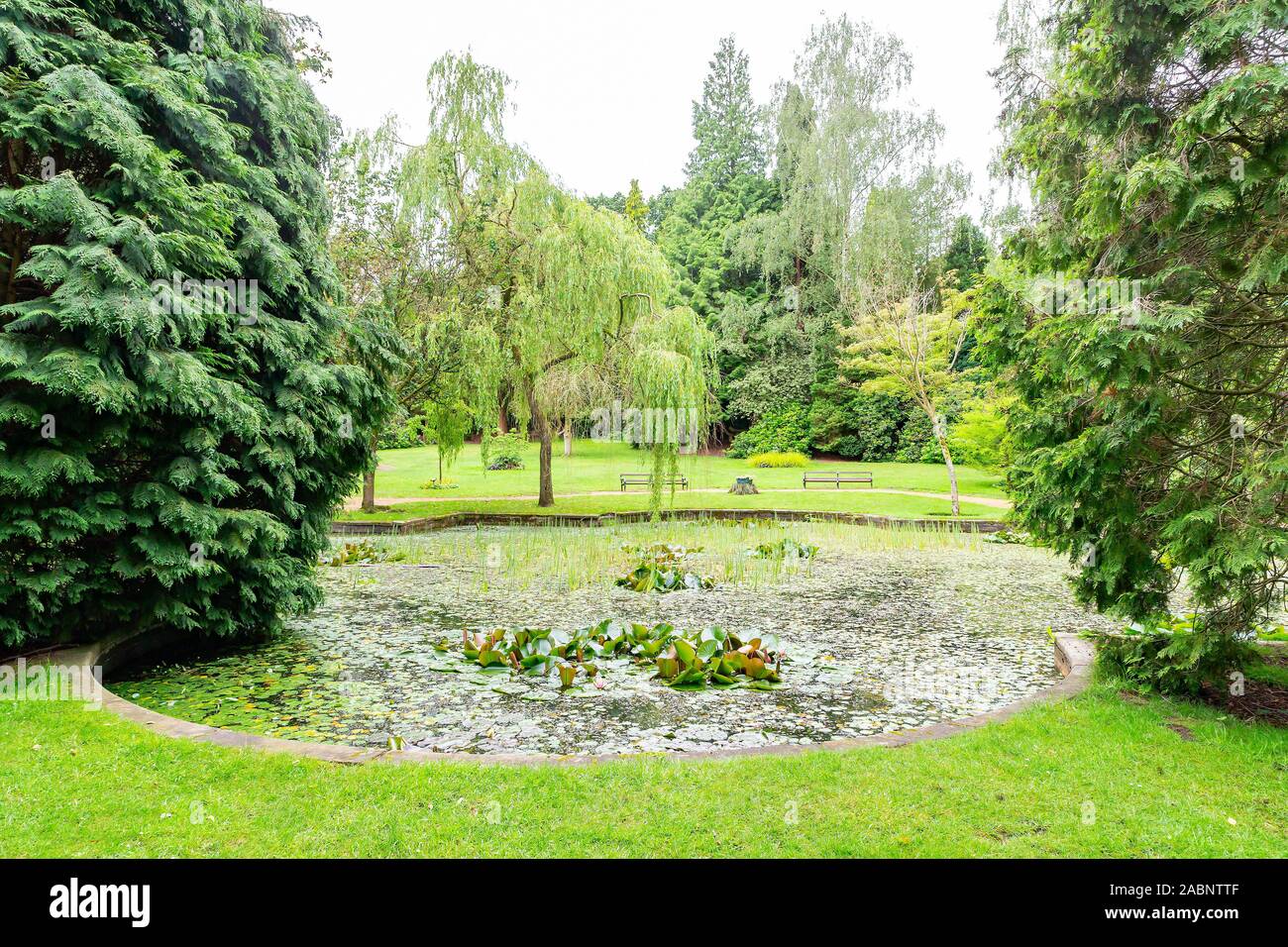 Lily pond at Denzell House, within Denzell Gardens and The Devisdale, Trafford, Greater Manchester Stock Photo