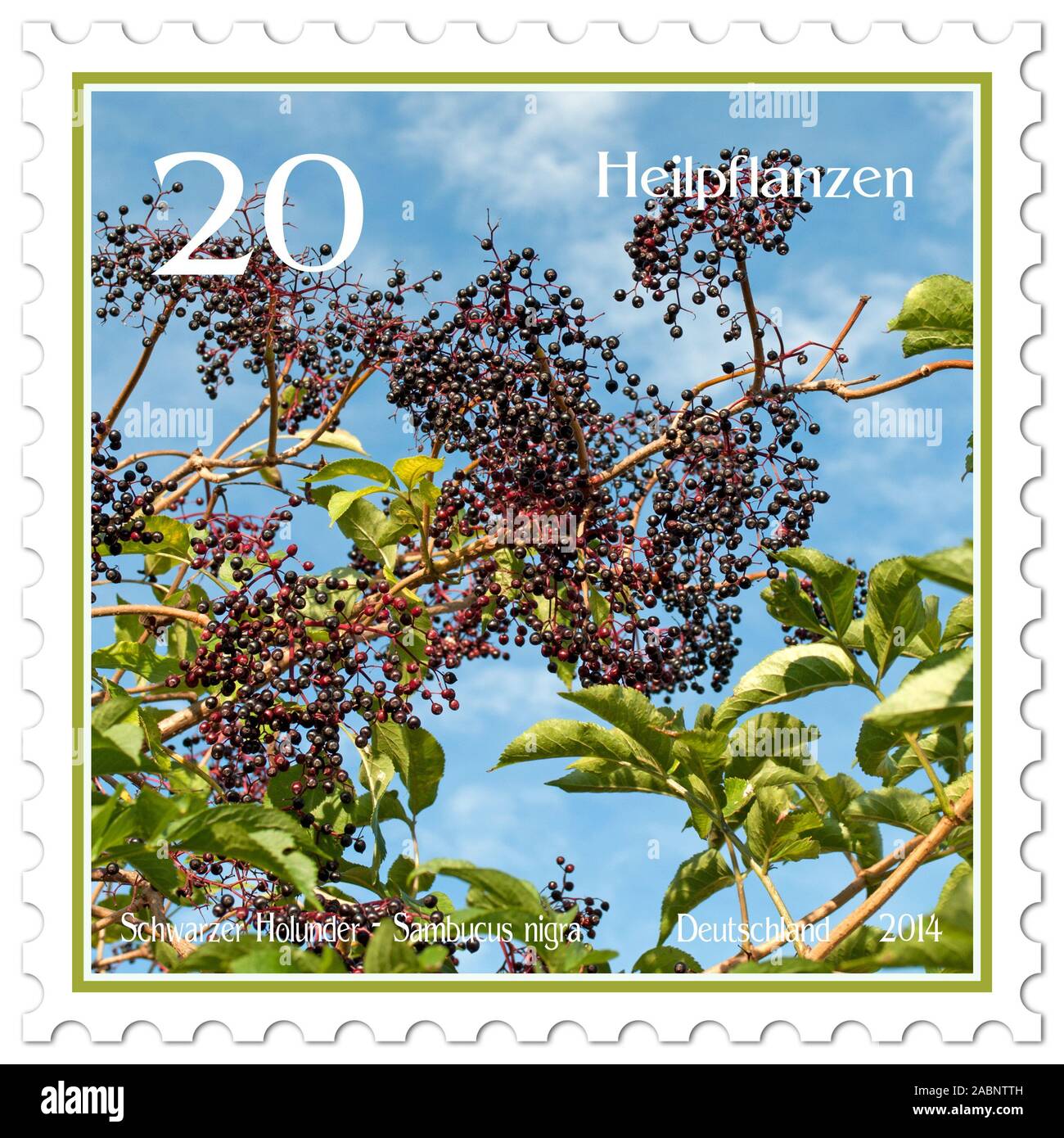 Postage stamp with the image of  black elder, Sambucus nigra Stock Photo