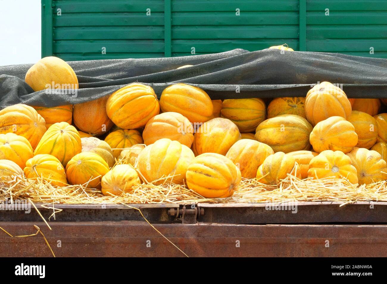 Melons are sold at farmers market after harvest. Healthy eating. Autumn harvest, juicy and ripe yellow melons. Stock Photo
