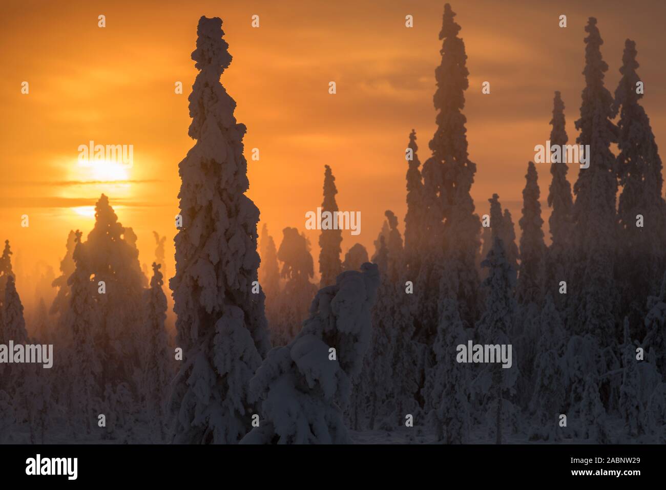 Landschaft im Gegenlicht, Schwedisch-Lappland, Skandinavien Stock Photo