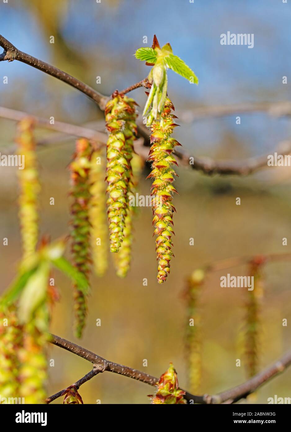 Male flowers of hornbeam, carpinus betulus Stock Photo