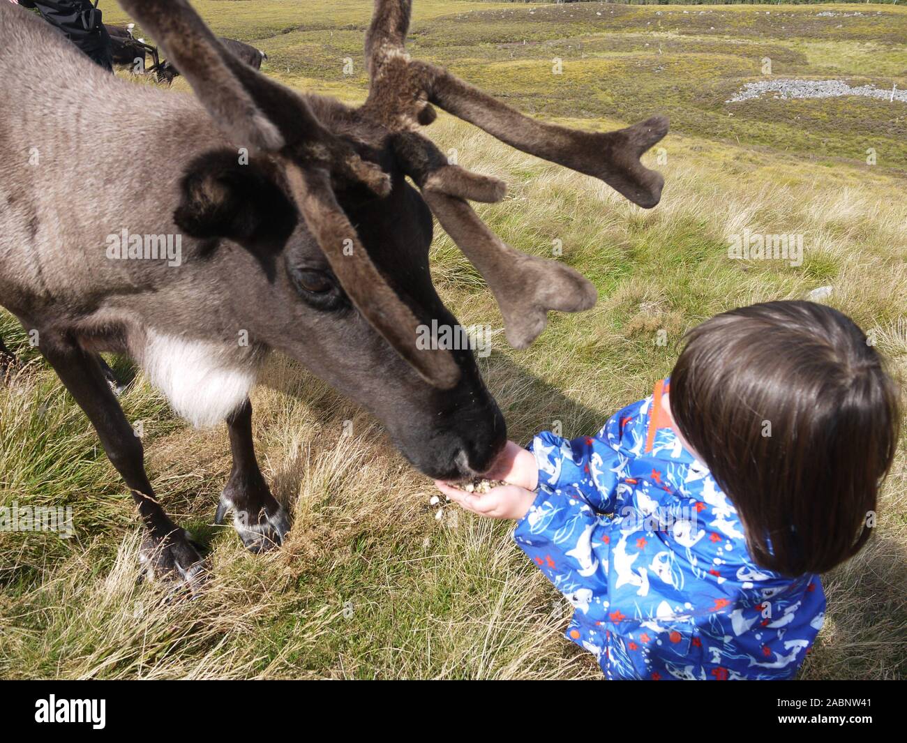 The Cairngorm reindeer herd is Britain's only free-ranging herd of reindeer found in the Cairngorm mountains in Scotland Stock Photo