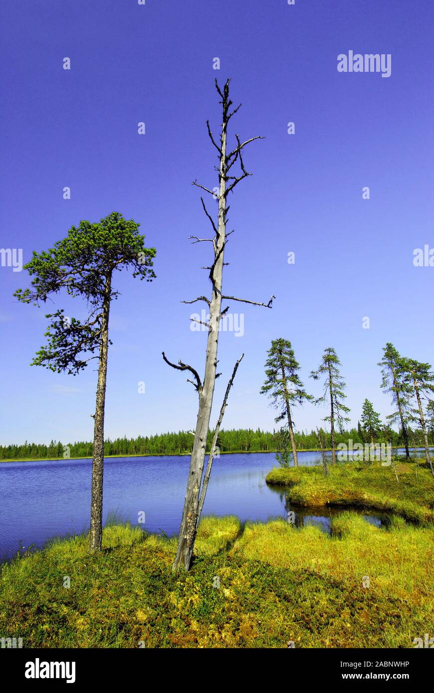 Moorlandschaft in Norrbotten, schwedisch Lappland Stock Photo