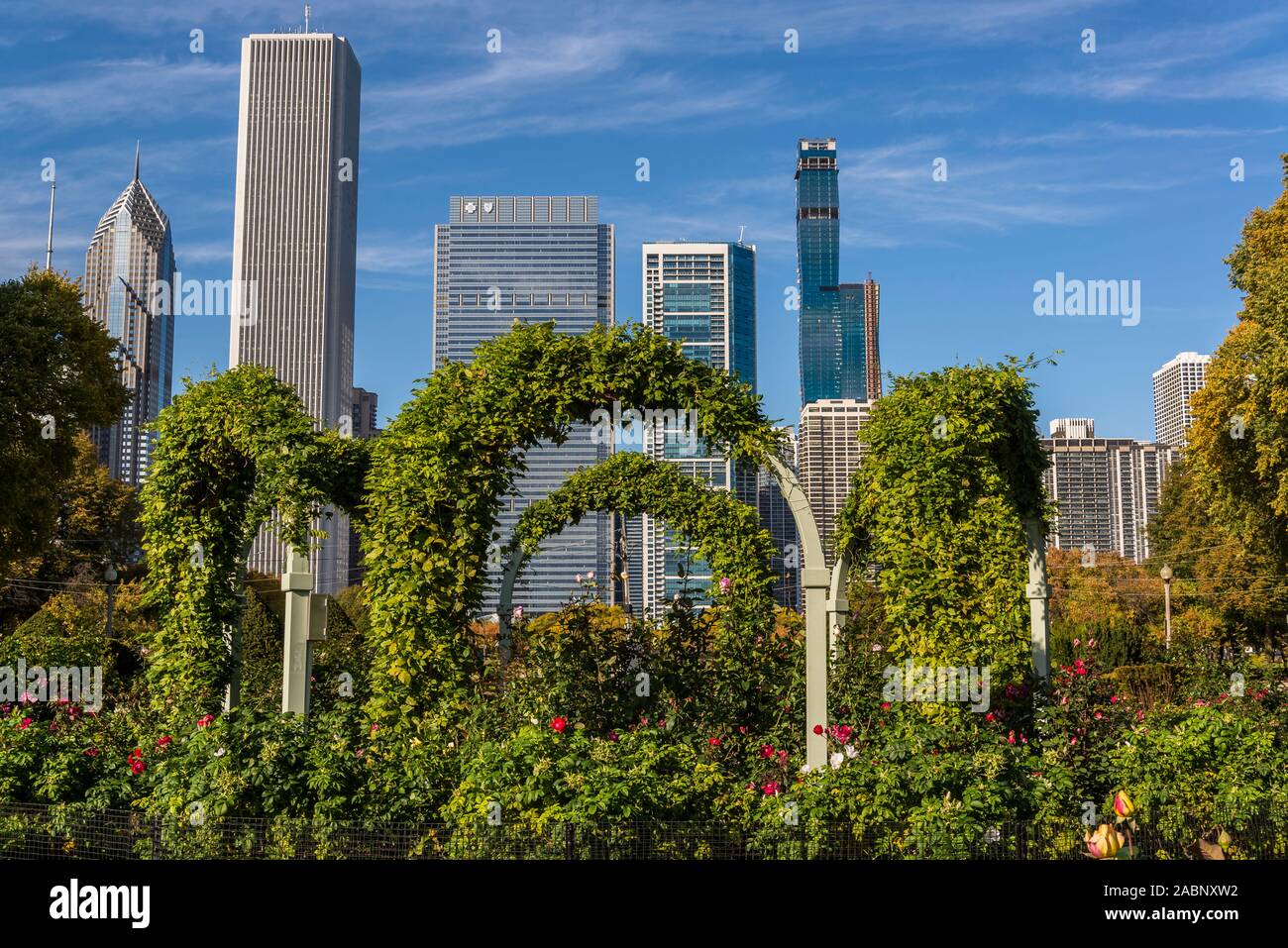 Grant Park Rose Garden and skyline of skyscrapers north the Millennium  Park, Chicago, Illinois, USA Stock Photo - Alamy